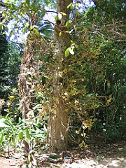 CairnsTC028 Jardin Botanique 028